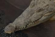 Saltwater crocodile. Tarcoles River. Costa Rica.