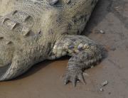 Saltwater crocodile. Tarcoles River. Costa Rica.