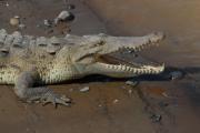 Saltwater crocodile. Tarcoles River. Costa Rica.