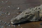 Saltwater crocodile. Tarcoles River. Costa Rica.