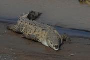 Saltwater crocodile. Tarcoles River. Costa Rica.