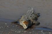Saltwater crocodile. Tarcoles River. Costa Rica.