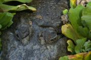 Crocodile (plus leach) amongst water hyacinth. The Gambia. West Africa.
