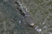 Alligator. Everglades NP. Florida USA.