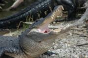 Alligator. Everglades NP. Florida USA.