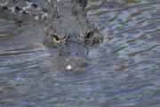 Alligator. Everglades NP. Florida USA.