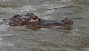 Alligator. Everglades NP. Florida USA.