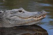 Alligator. Everglades NP. Florida USA.