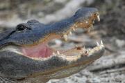 Alligator. Everglades NP. Florida USA.