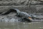 Saltwater crocodile. Costa Rica.