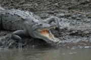 Saltwater crocodile. Costa Rica.