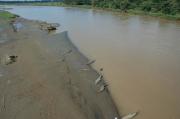 Saltwater crocodiles from the Tarcoles bridge, Costa Rica.