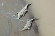 Saltwater crocodiles from the Tarcoles bridge, Costa Rica.