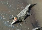 Saltwater crocodile from the Tarcoles bridge, Costa Rica.