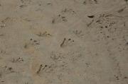 Saltwater crocodile tracks from the Tarcoles bridge, Costa Rica.
