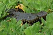 A crocodile hides in a lake covered with water hyacinth. The Gambia. West Africa.