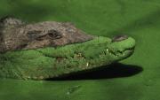 A crocodile emerges from the pondweed. The Gambia. West Africa.