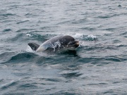 Bottlenose Dolphins