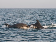 Bottlenose Dolphins