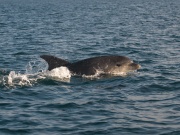 Bottlenose Dolphins