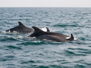 Bottlenose Dolphins