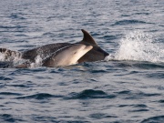 Bottlenose Dolphins