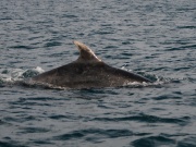 Bottlenose Dolphins