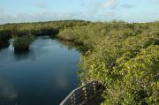 Mangroves. John Pennekamp Coral Reef SP. Key Largo. Florida.