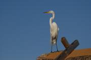 Great white Egret at Fiesta Key campground.
