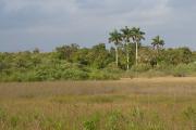Everglades NP. near Long Pine Key.