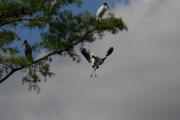 Wood Storks at Corkscrew swamp.