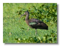 Glossy-Ibis_small