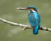 Common Kingfisher. Cornwall UK.