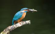 Common Kingfisher. Cornwall UK.