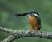 Common Kingfisher. Cornwall UK.