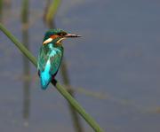 Common Kingfisher. Cornwall UK.