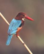 White Throated Kingfisher. Rajhastan India.