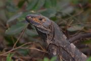 Black Iguana or Ctenosaur. Palo Verde NP. Costa Rica.