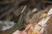 Basilisk or Jesus Christ Lizard. Pozo Azul. Costa Rica.