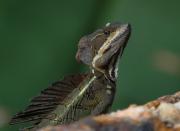 Basilisk or Jesus Christ Lizard. Pozo Azul. Costa Rica.