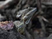 Basilisk or Jesus Christ Lizard. Pozo Azul. Costa Rica.