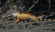 Green Iguana. (Male in orange breeding colouration). Palo Verde NP. Costa Rica.