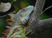 Green Iguana. (Male in orange breeding colouration). Palo Verde NP. Costa Rica.