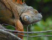 Green Iguana. (Male in orange breeding colouration). Palo Verde NP. Costa Rica.