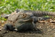 Black Iguana or Ctenosaur. Carara NP. Costa Rica.