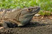 Black Iguana or Ctenosaur. Carara NP. Costa Rica.