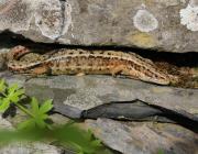 British Common Lizard. Wadebridge Cornwall UK.