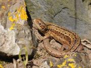 British Common Lizard. Wadebridge Cornwall UK.