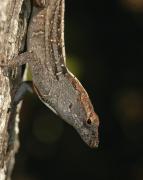 Brown Anole. Florida. USA.