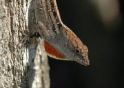 Brown Anole. Florida. USA.